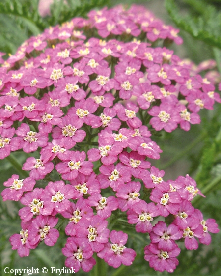 Achillea millefolium 'Pretty Belinda', punakrsm